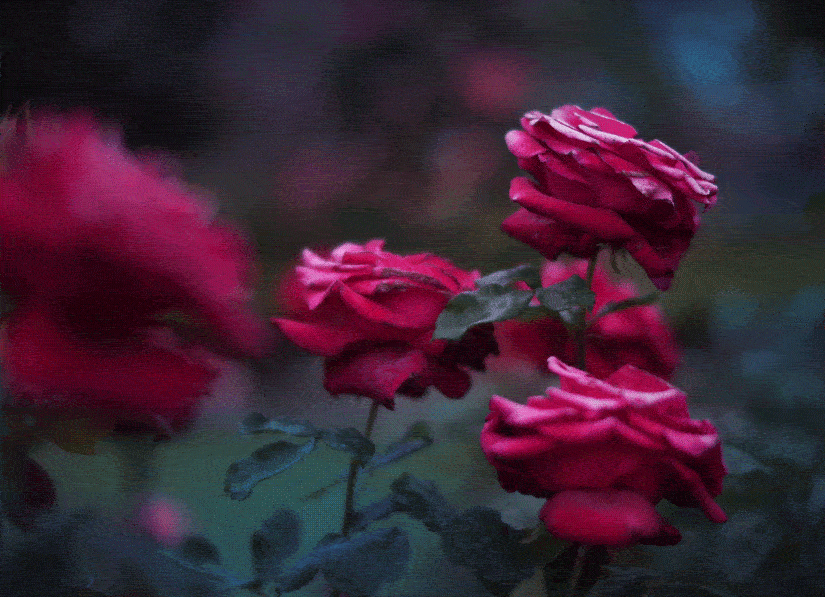 Deus e Eu no Sertão...rosas...