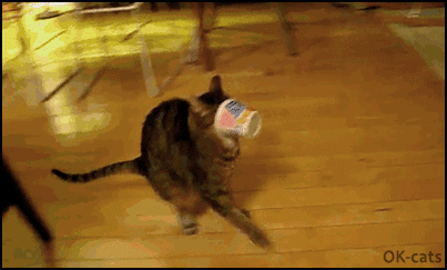 Hilarious Cat GIF • Reverse GIF • Cat running running in a funny way with head stuck in cup HALP! HALP! Hilarious Cat GIF • Reverse GIF • Cat running running in a funny way with head stuck in cup HALP! HALP!