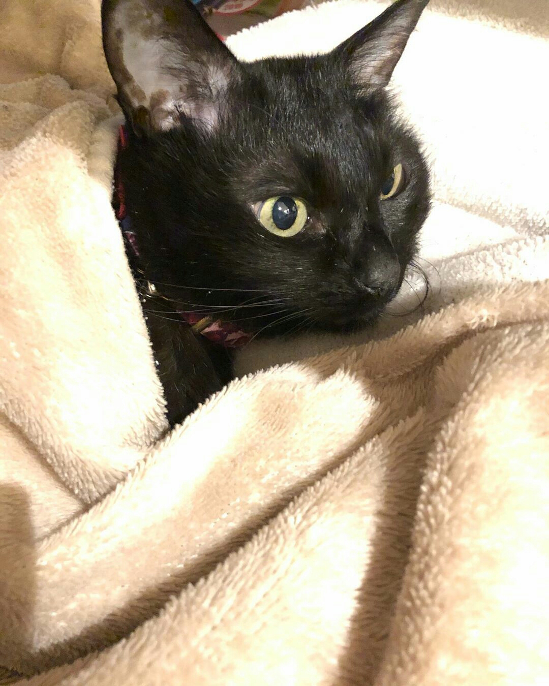 Kumpulan Foto Kucing Hitam Lucu dan Garang