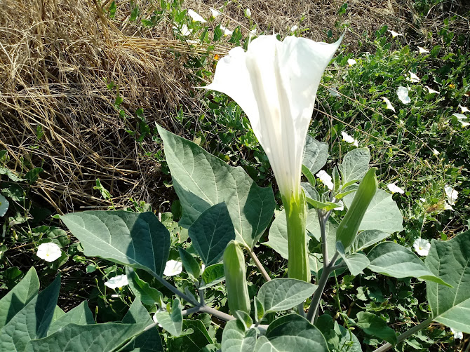 Flor grande en forma de trompeta en medio del campo