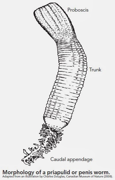 PRIAPULIDA si Penis Worm