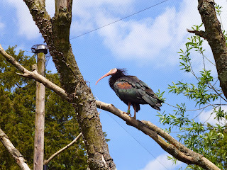 ibis in a tree Marwell Zoo