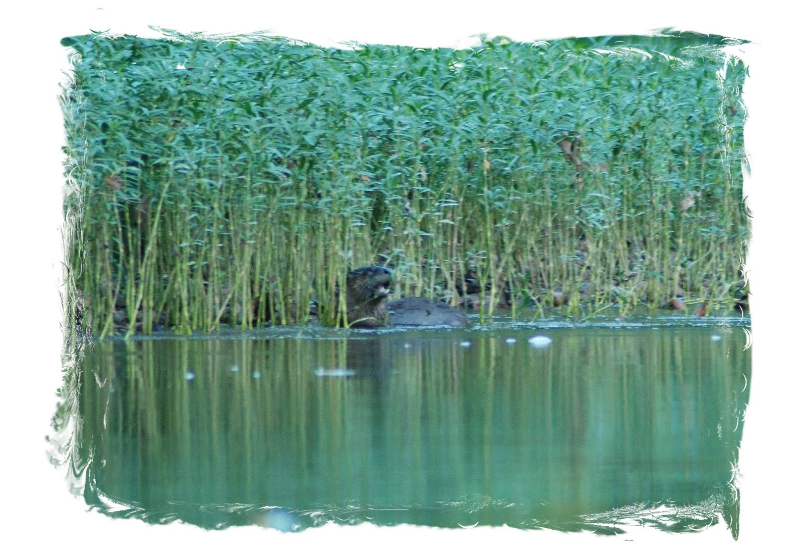 Old field Studio & Leo Lakes: Do River Otters Attack People?