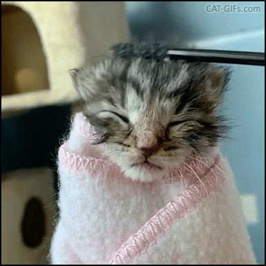 Cute Kitten GIF • Aww... Tiny purrito kitty enjoys a sweet head brushing with a mascara brush! Cute Kitten GIF • Aww... Tiny purrito kitty enjoys a sweet head brushing with a mascara brush!