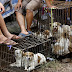 Festival na China sacrifica até 10 mil cães e gatos e choca população