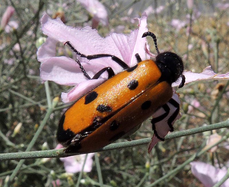 Ελληνικη φυση Hycleus sp.