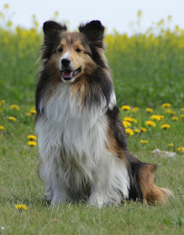 Såbys Shelties Smiling Sandy