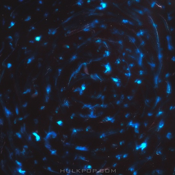 Fragrant Year – Psi – Single