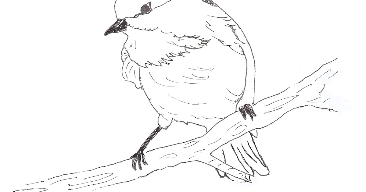 Carving Out a Niche: Songbird Coloring Pages