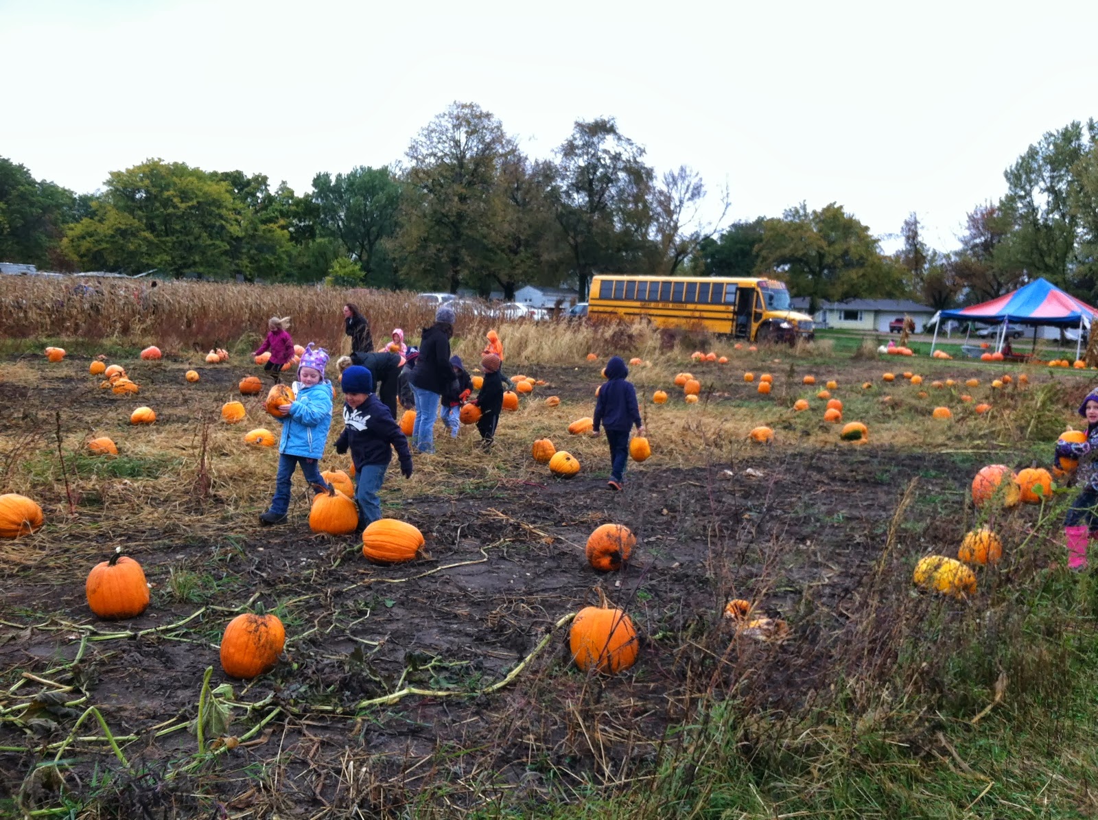 Mrs. Nelson's News Pumpkin Patch