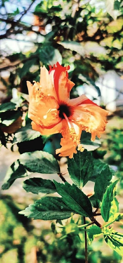Hibiscus flower wallpaper. ~ photo gallery