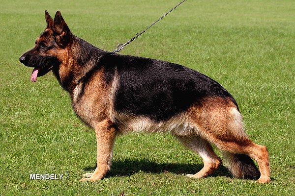 Lo Standard Del Cane Da Pastore Tedesco Una Sola Tipologia