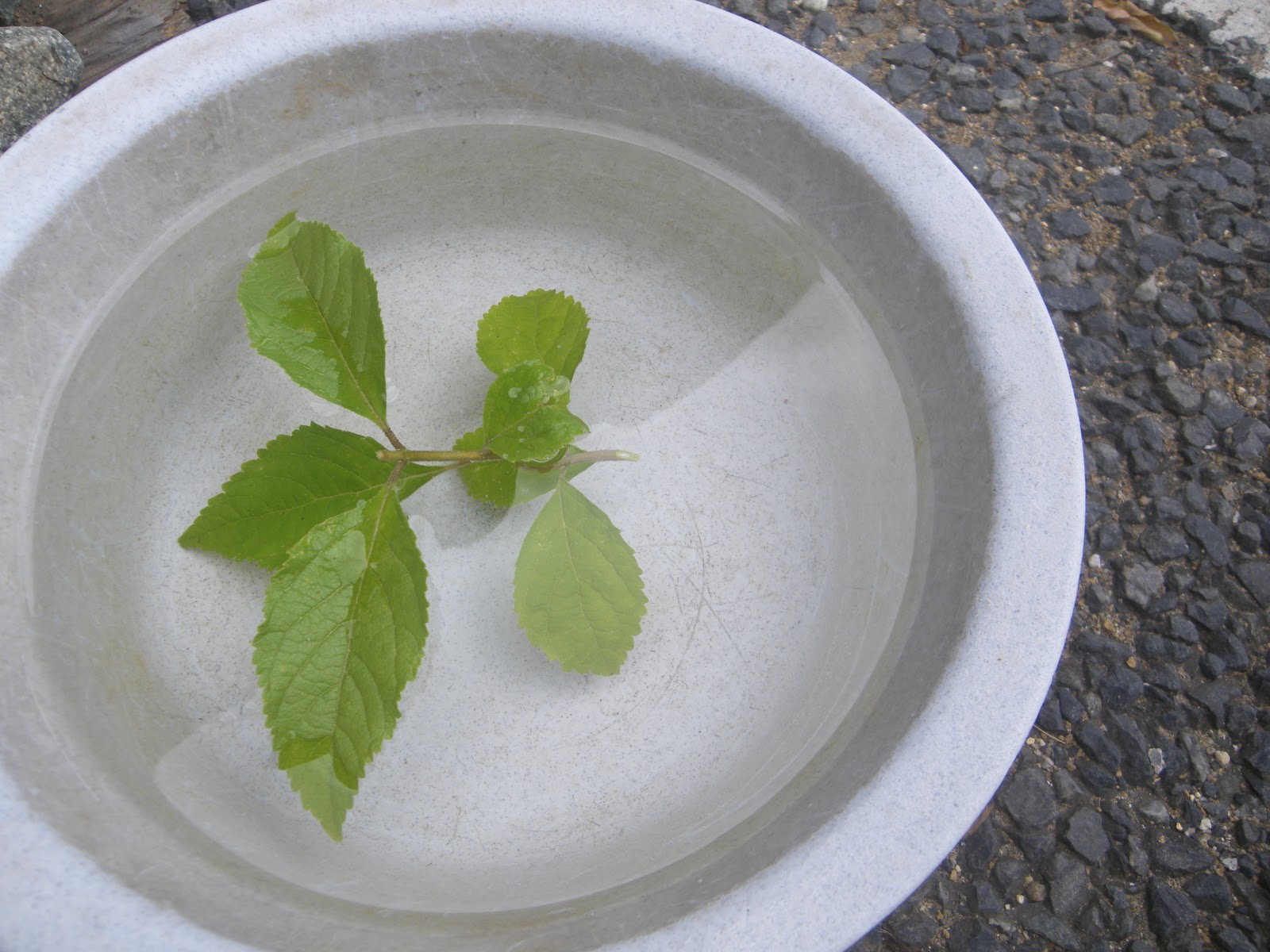 ムラサキシキブ 紫式部 を挿し木で増やす メダカの大工