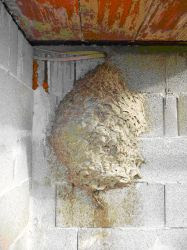 Nido avispón europeo