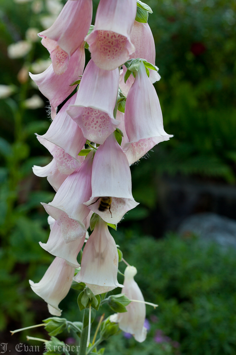 Kreider’s Korner Photographs: Fox gloves in June in Vancouver
