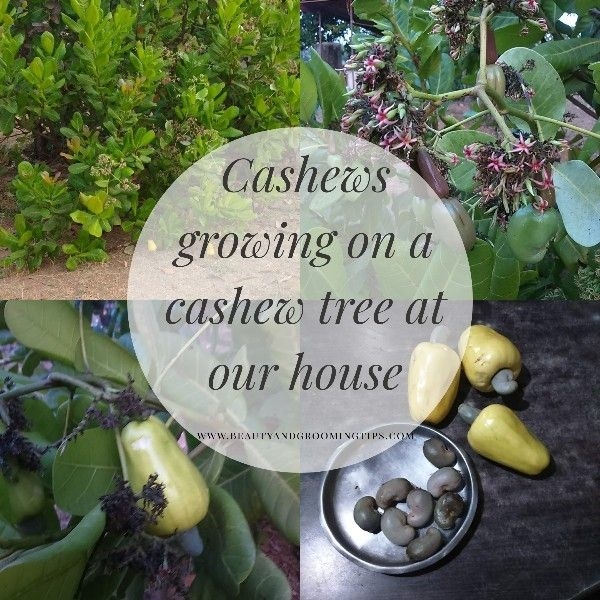 Cashew Apple Juice Recipes & Health Benefits of Cashew Apple Beauty and Personal Grooming