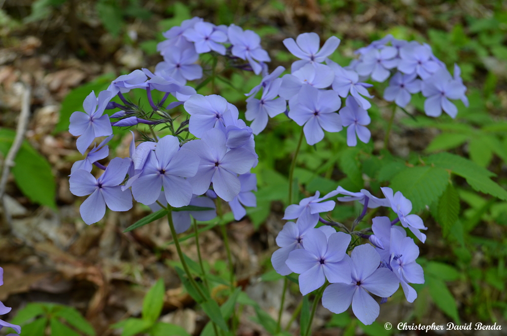 Illinois Botanizer 7 Amazing Spring Wildflower Hikes in Southern Illinois