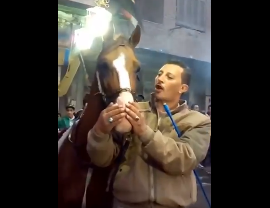 في مصر فقط.. فيديو| إجبار حصان على تدخين “الحشيش” ليرقص بمزاج!
