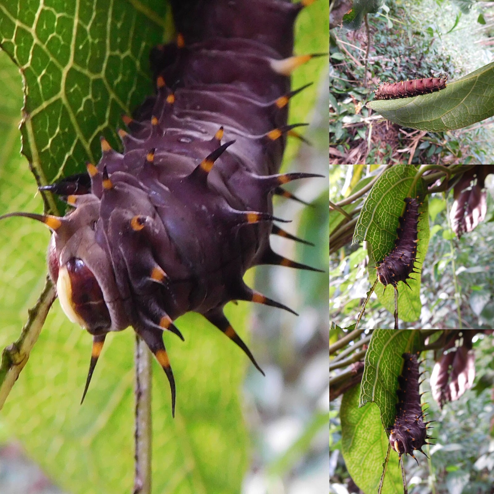 Daleys Fruit Tree Blog The Richmond Birdwing Butterfly and Vine