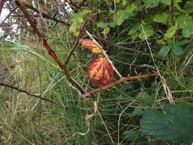 Red and yellow stripes on two blackberry leaves.