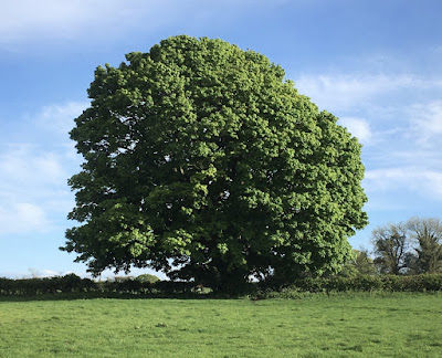 Photo of a large chestnut tree in full leaf