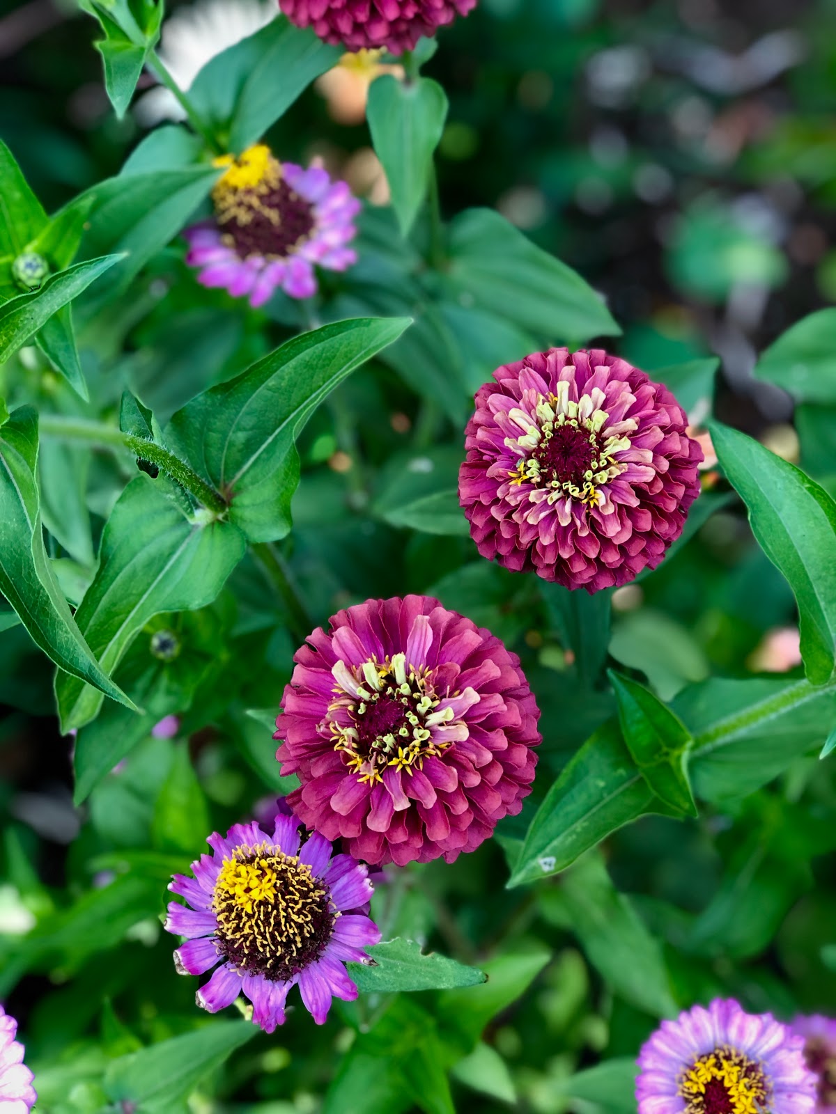 the big zinnia post Knitionary