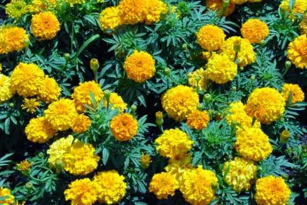 Marigold as a Mosquito Repellent