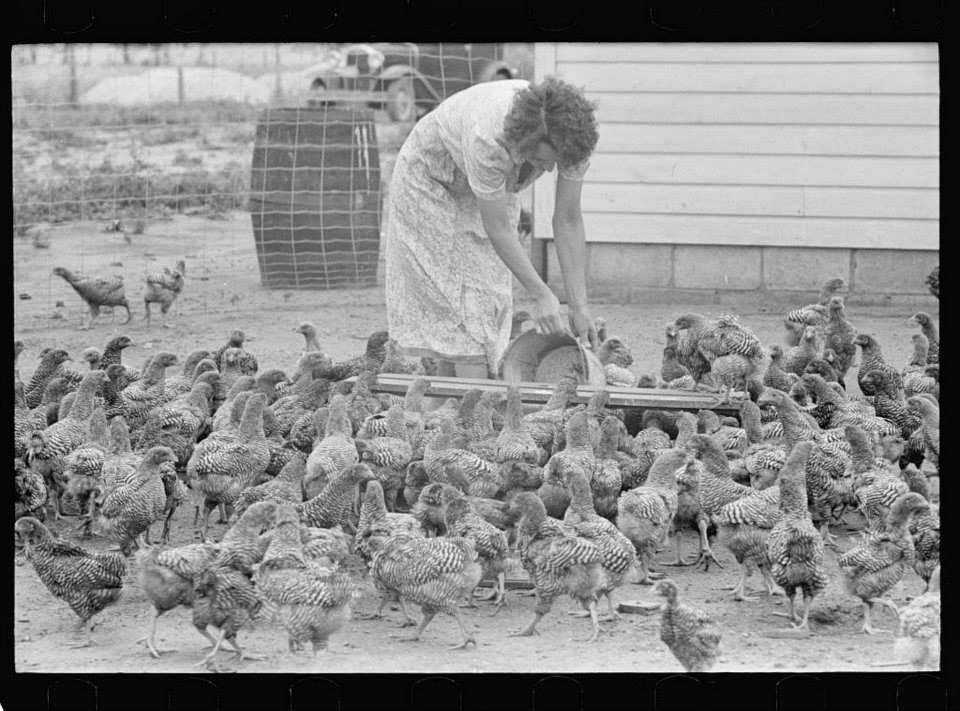 old time chicken tending