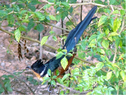 Gambar Burung Bubut Jambul Gambar Burung Wallpaper