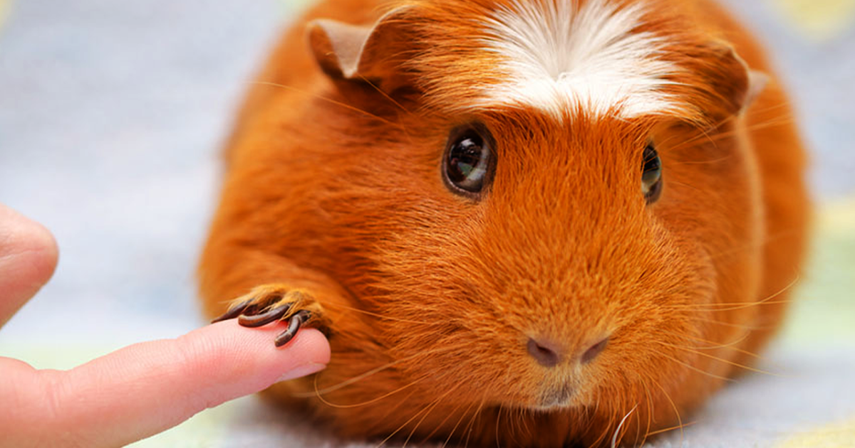 Care Is A Guinea Pig Right For You