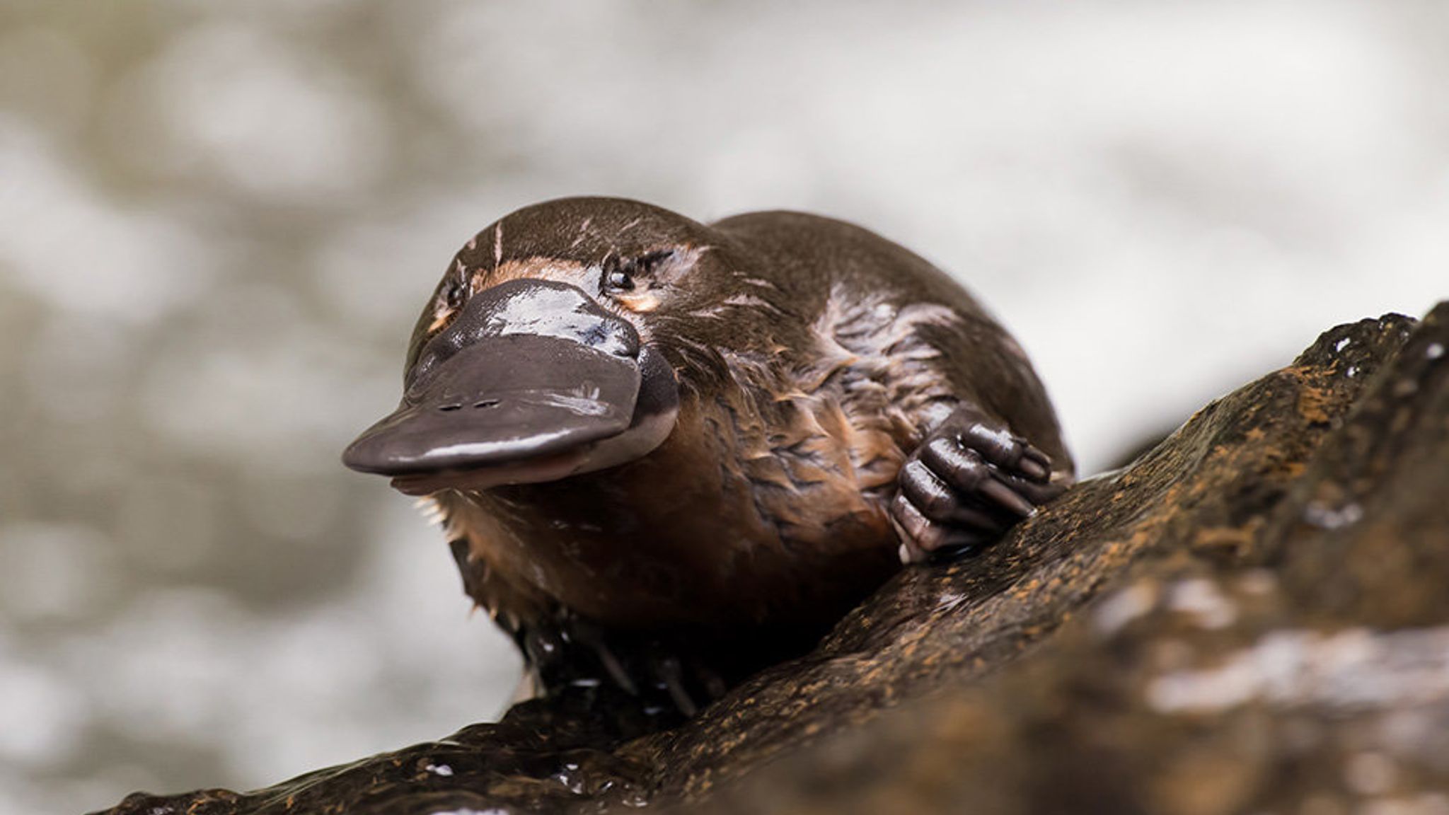 The birth of Modern Man The Natural World Platypus fur glows green