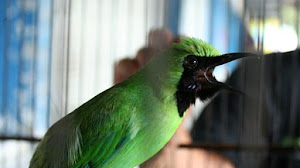 Caraputu Com Media Refrensi Harga Burung Mp3 Burung