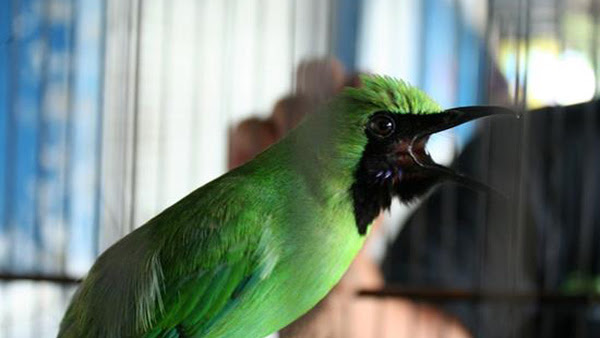 Download Mp3 Suara Burung Cucak Ijo Juara Gacor Dan Ngerol