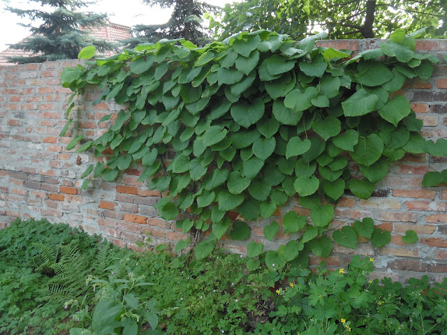 pnącze na murze z cegły rozbiórkowej