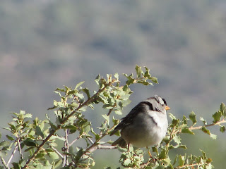 Photo of White-crowned Sparrow