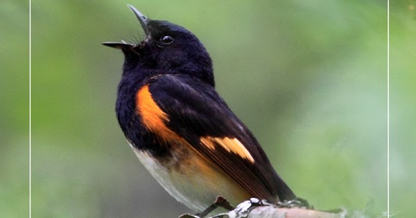 Guide of the Wild – Redstart Interactive