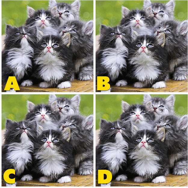 Quiz Diva Spot The Difference Kitty 40 Answers