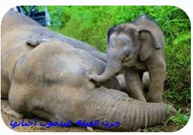 الفيلة و طقوسها الجنائزية