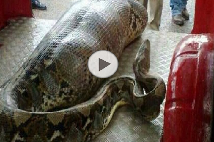 Giant Python eats drunk man alive in India - videosanimalss