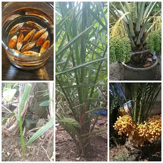 Cara menanam tanaman kurma di Indonesia