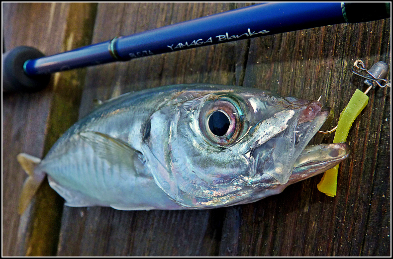 RockFishing Spain ¿Qué es el rockfishing?