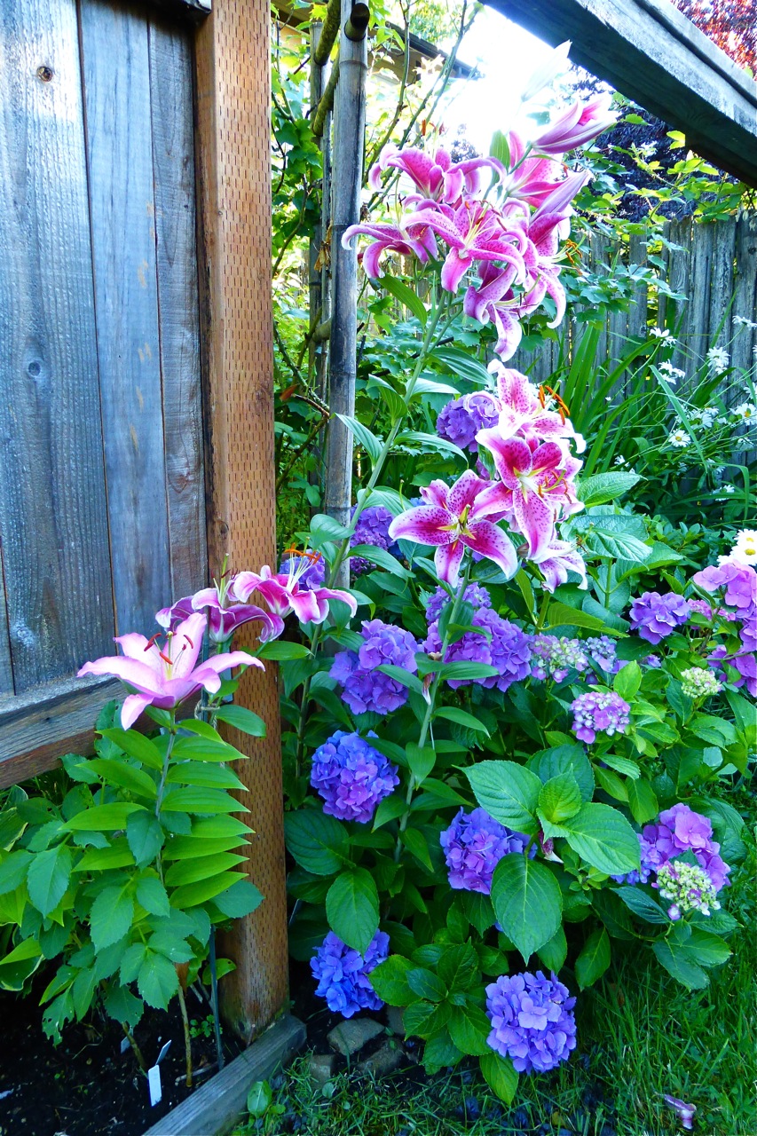 Tardiva Hydrangea Hydrangea Not Blooming Ny Botanical Garden