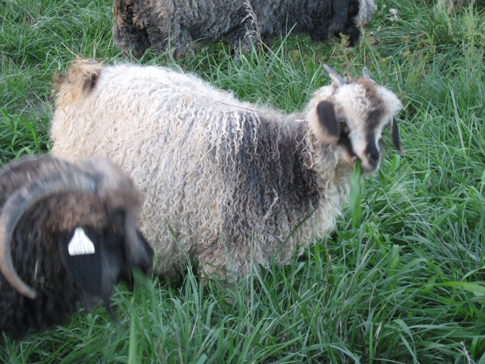 Kansas Fiber Farm Angora goats for sale