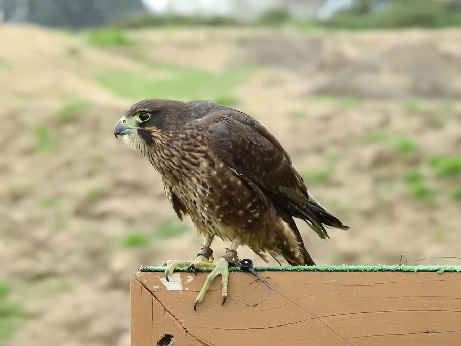 photographing New Zealand wingspan