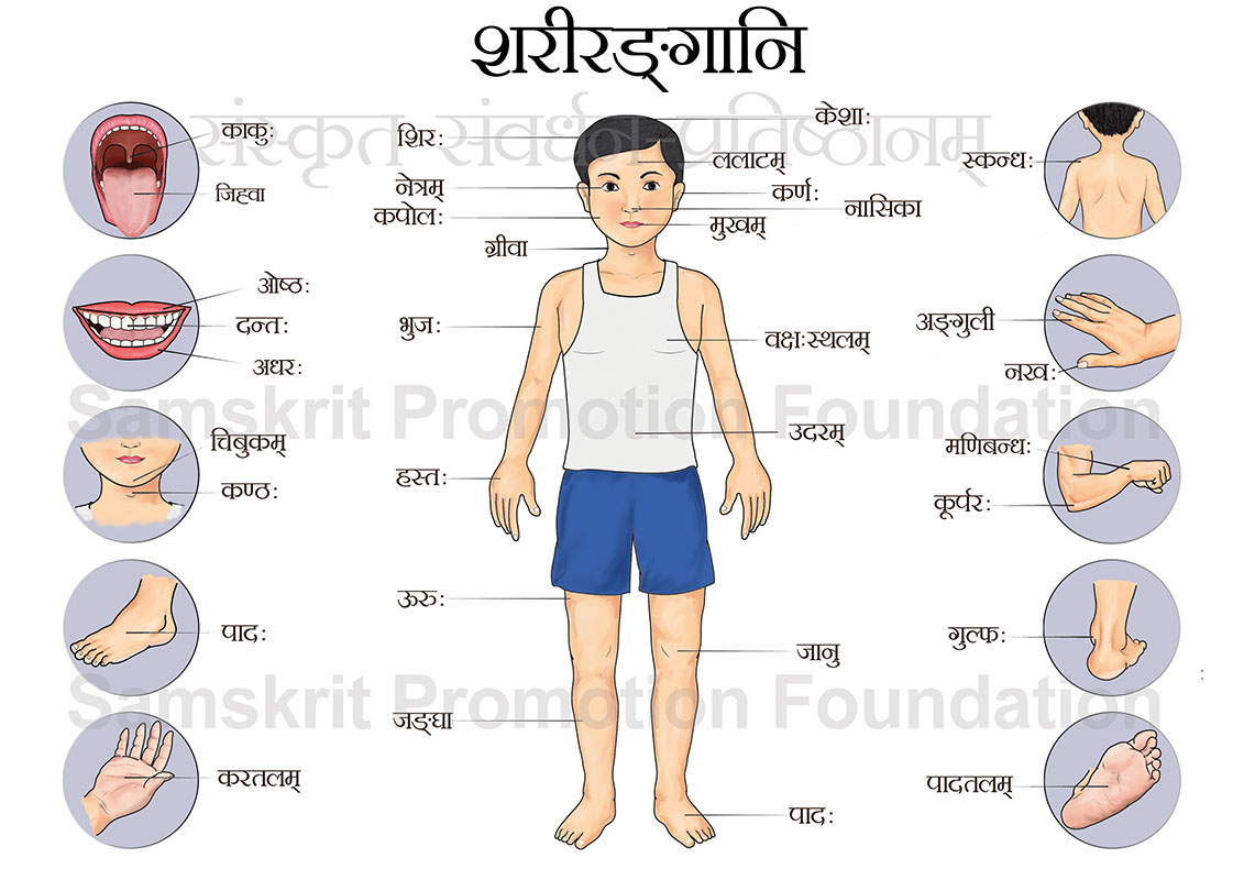 human diagram in marathi