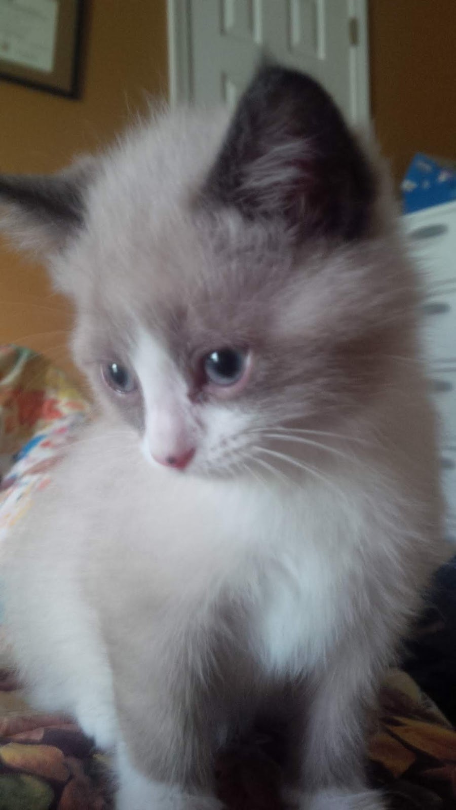 take on life Snowshoe Siamese Kitten Named Daisy