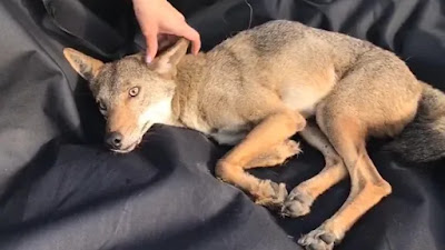 Fallece "Pancho", coyote que rescatado y confundido con un perro en Tamaulipas