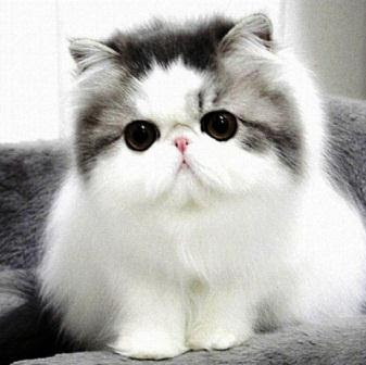 Persian cat CutePenyakit Flutd Pada Kucing Tidak Akan Sembuh