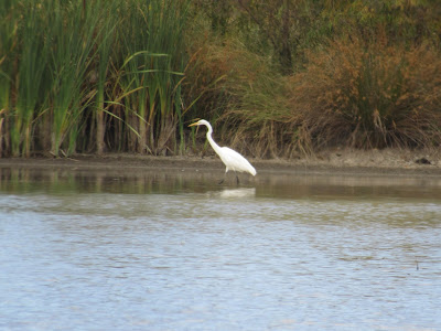 Ed's Pond Llano Seco Unit