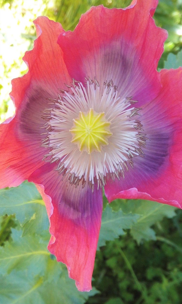 L Ami Des Ja Bre 201 By Elena Gavrykova Issuu